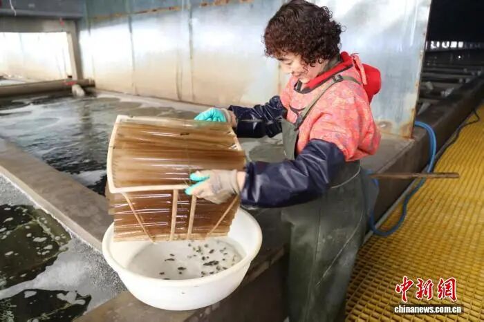 工作人员观察海参的生长、摄食、健康等状态。青岛瑞滋集团有限公司供图