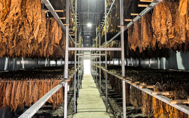 雪茄烟叶晾制。