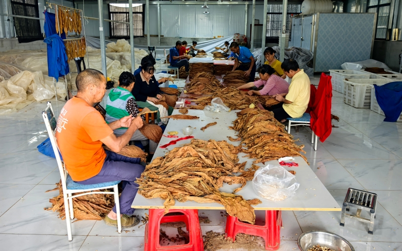 雪茄茄衣茄套初选。