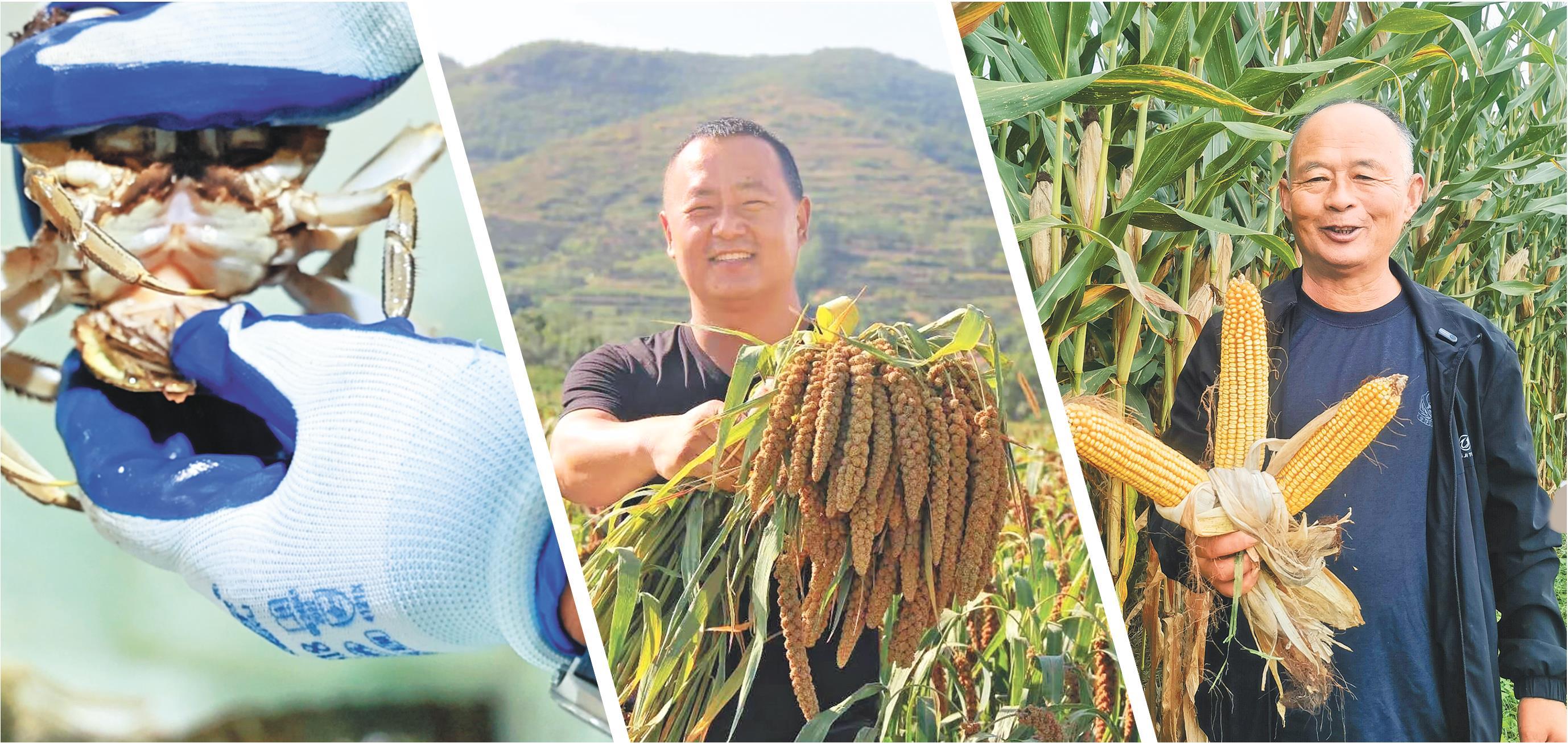 图①:验蟹师正在分拣大闸蟹。 图②:“煎饼书记”曾永对着镜头推介小米。 图③:“粮王”老张展示自家玉米。