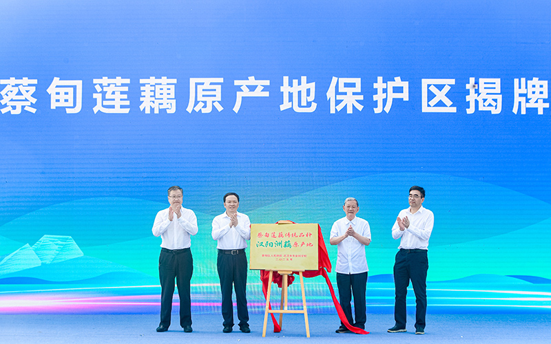 蔡甸莲藕传统品种“汉阳洲藕”原产地保护区正式揭牌。