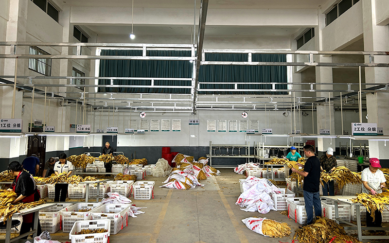 9月3日,分级队员正在场外分级点进行分级作业。