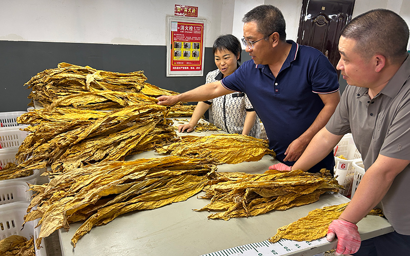 9月3日,秭归县局(营销部)烟叶技术员指导分级作业。
