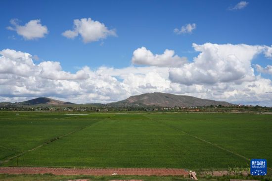 　　这是3月25日在马达加斯加马义奇镇拍摄的中国杂交水稻高产示范基地的示范田一隅。新华社记者 李亚辉 摄