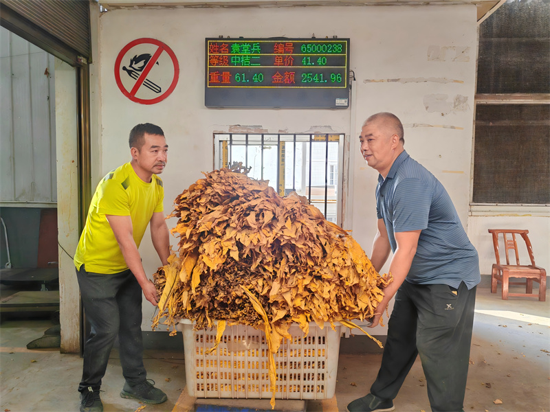 图为烟农正在收购过磅。刘琛摄