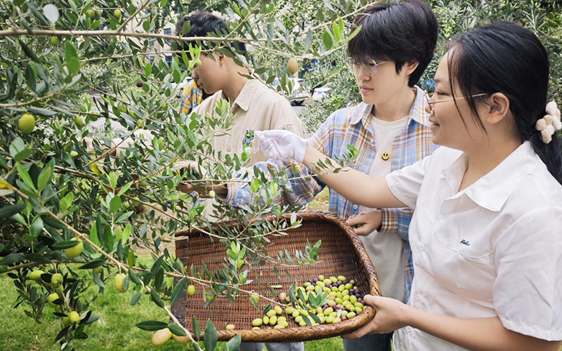 采摘橄榄果。黄欣未摄