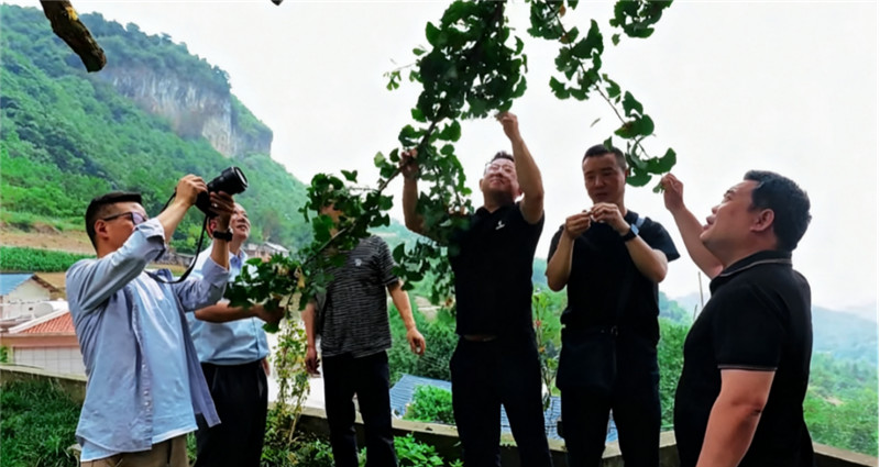 中国太保产险长阳支公司负责人带队现场查勘古树受损情况