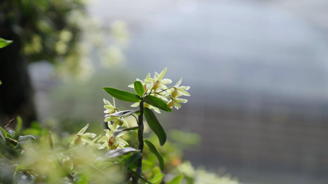 石斛花在枝头绽放