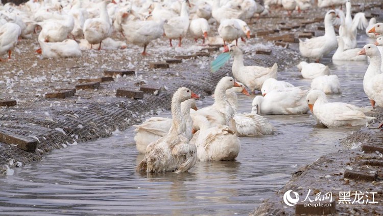 林区大鹅在水池中嬉戏。人民网记者 张哲鑫摄